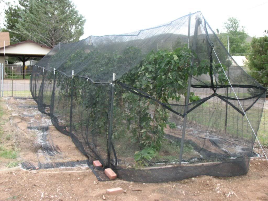 grape enclosuer photo outdoorfruit003_zps97900545.jpg